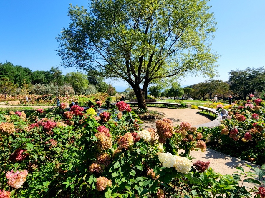 합천 황매산  목수국정원, 새 관광자원으로 급부상