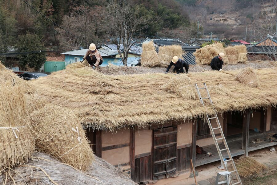 의령군 창녕 조씨 종가 초가지붕 이엉 잇기작업 한창