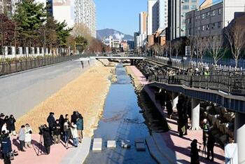 굴포천,  생태하천으로 재탄생... 30년 만에 물길 열렸다 