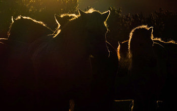 [영상] 2026 丙午年...붉은 말의 해