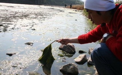 ▲ 울산 태화강 일원 중류 지역 4㎞ 구간에 녹조류가 두루 퍼져있는 모습.&nbsp; ⓒ&nbsp;연합뉴스