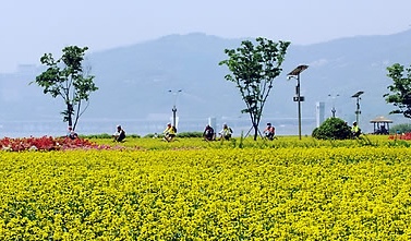 ▲ 한강변에 위치한 유채꽃 전경.&nbsp;&nbsp; ⓒ 연합뉴스