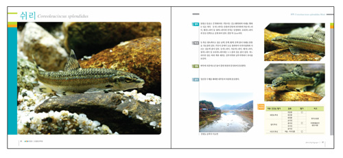 ▲ 사진첩 '쉬리야, 꼬치동자개를 보았니?' 에 수록된 쉬리 ⓒ 뉴데일리 <=환경부 제공>