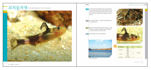 ▲ '쉬리야, 꼬치동자개를 보았니?'에 수록된 꼬치동자개. 꼬치동자개는 낙동강 수계에만 서식한다. ⓒ 뉴데일리 <=환경부 제공>