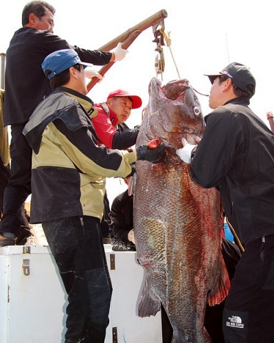 ▲ 지난 14일 오전 7시께 부산 먼바다에서 191cm 짜리 돗돔이 잡혔다(부산=연합뉴스).&nbsp;/ 인터넷바다낚시(www.innak.kr) 제공
