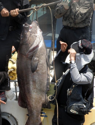 ▲ 14일 부산 앞바다에서 191cm 짜리 돗돔이 잡혔다(부산=연합뉴스).&nbsp;/ 인터넷바다낚시(www.innak.kr) 제공