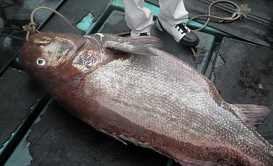 ▲ 14일 부산 앞바다에서 191cm 짜리 돗돔이 잡혔다(부산=연합뉴스).&nbsp;/ 인터넷바다낚시(www.innak.kr) 제공