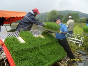 ▲ 모판을 이송, 모내기 기기에 모판을 장착하는 모습&nbsp; ⓒ 뉴데일리