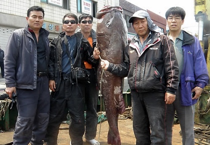 ▲ (부산=연합뉴스) 낚시꾼 정지복 씨가 192㎝ 초대형 돗돔을 잡아 기념사진을 찍고 있다. <<충무낚시 제공>>