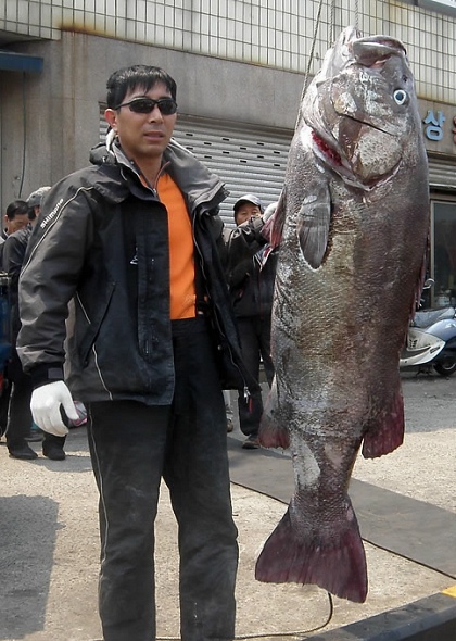 ▲ (부산=연합뉴스) 낚시꾼 정지복 씨가 192㎝ 초대형 돗돔을 잡아 기념사진을 찍고 있다. <<충무낚시 제공>>
