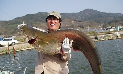 ▲ 지난 4월 29일 강원 횡성의 청용저수지에서 전문 낚시인인 김기동(37.사진) 씨가 낚아 올린 길이 132㎝, 무게 20㎏이 넘는 초대형 메기.&nbsp; ⓒ&nbsp;연합뉴스