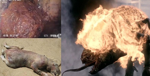 ▲ 하수구괴물(왼쪽 상단)와 몬탁괴물(왼쪽 하단)의 흉칙한 모습. 사진 오른쪽은 영화 '괴물'의 한 장면.  