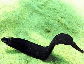 ▲ 한태환(37) 씨가 강원 삼척시 교동 작은 후진 해수욕장 방파제 앞 바닷속에서 촬영한 정체를 알 수 없는 생물.<<한태환 씨 제공>> ⓒ 연합뉴스