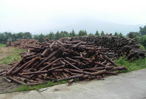 ▲ 춘천국유림관리소가 수집한 숲가꾸기 부산물 산림바이오매스 저목장. 춘천관리소는 이를 겨울에 독거노인이나 불우이웃에 사랑의 땔감으로 지원할 게획이다.