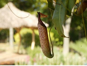 ▲ '네펜데스' ⓒ 뉴데일리