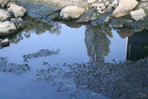 ▲ 오폐수로 썩어가는 낙동강변 ⓒ 뉴데일리