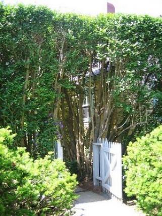 ▲                                    미국 상류층의 정원.