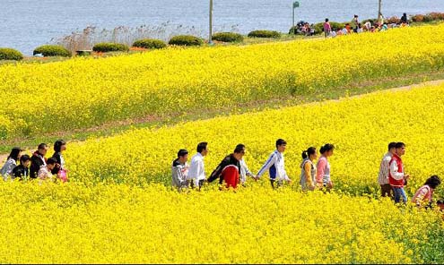 ▲ 태화강변 유채꽃밭을 거니는 울산 시민들 ⓒ 뉴데일리
