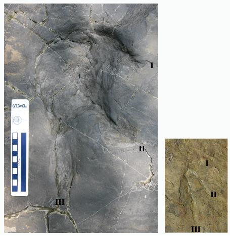 ▲ 경북 군위에서 발견된 국내 최대 익룡발자국(좌), 경남 사천시에서 발견된 익룡발자국(우). ⓒ 뉴데일리 <=문화재청 제공>