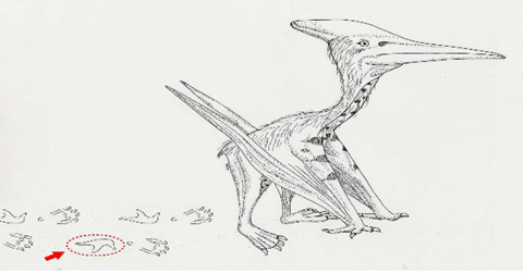 ▲ 국내 최대 익룡발자국 화석이 발견된 부위를 붉은 점선으로 표기. ⓒ 뉴데일리 <=문화재청 제공>