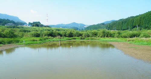 ▲ 아자메노세 습지.. ⓒ 뉴데일리