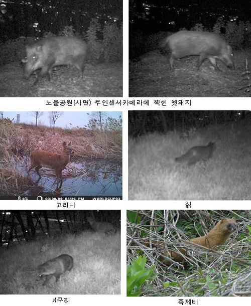 ▲ 서울시 서부푸른도시사업소가 1일 밝힌 월드컵공원 주요 야생 동물종 ⓒ서울시 서부푸른도시사업소