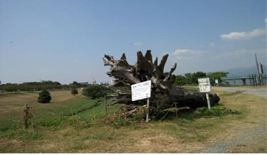 ▲ 일본 후쿠오카현 치쿠코 강 대홍수 당시 뿌리채 뽑힌 거대한 나무를 전시함으로써 자연재해에 대한 경각심을 일깨우고 있다. ⓒ 녹색뉴스포털 GT 제공