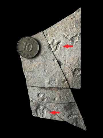 ▲ 세계 최소 공룡발자국&nbsp; ⓒ 국립문화재연구소