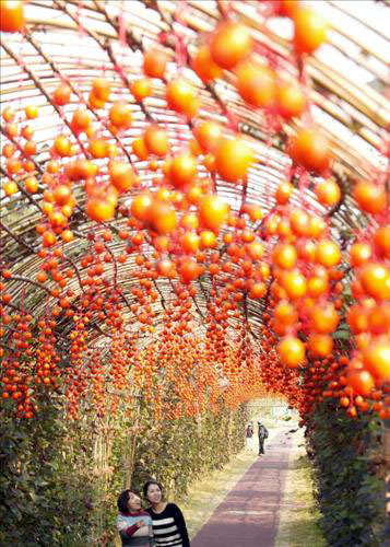 ▲ 붉은 감이 주렁주렁 매달린 대나무 터널. ⓒ 뉴데일리