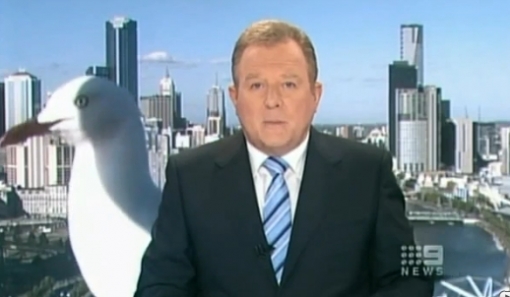 ▲ 호주 TV '채널 나인'의 앵커&nbsp;피터 히치너 뒤로 대형 갈매기가 지나가고 있다. ⓒ 유튜브 화면 캡처