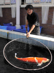 ▲ 일본내 최고의 비단잉어로 꼽힌 '송지승리황후' 사진 ⓒ&nbsp;아사히신문