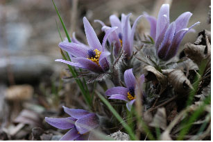 ▲ 동강할미꽃 ⓒ 뉴데일리