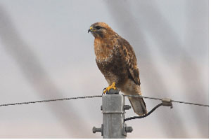 ▲ 말똥가리 ⓒ 뉴데일리