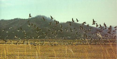 ▲ DMZ의 아름다운 풍경 ⓒ DMZ 연구회 