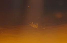 ▲ 이물질이 발견된 하이트맥주의 '맥스' ⓒ 뉴데일리