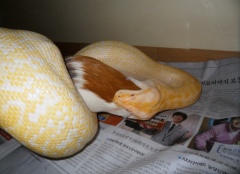 애완용 뱀에게 살아있는 동물을 먹이로 주고 있는 모습.