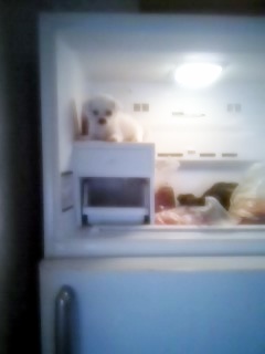 ▲ 애완용 뱀에게 살아있는 동물을 먹이로 주고 있는 모습.