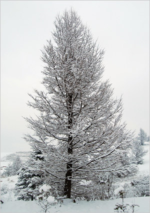 ▲ 25일 눈이 내리면 우리나라는 2005년 이후 4년만에 화이트 크리스마스를 맞게 된다. ⓒ 기상청 자료 