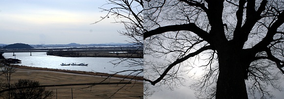 ▲ 옥녀봉에서 바라본 금강. 과거에는 이곳이 무역선들로 가득찼었다(좌), 옥녀봉의 터줏대감 오래된 나무(우) ⓒ 뉴데일리