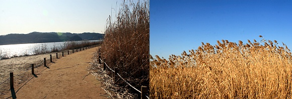 ▲ 강줄기와 갈대밭 사이로 만들어진 오솔길(좌), 세찬바람에 흔들리는 갈대들(우) ⓒ 뉴데일리