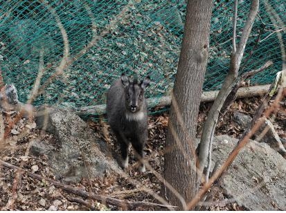 ▲ 월악산 방사 산양의 새끼&nbsp; ⓒ 뉴데일리