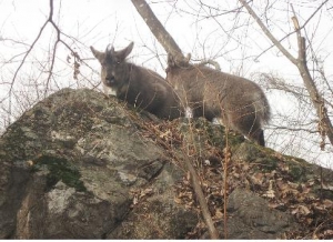 ▲ 월악산 방사 산양(좌측)과 새끼(우측). ⓒ 뉴데일리