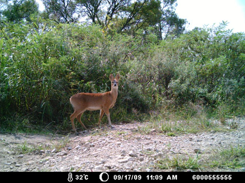 ▲ DMZ내에 설치된 무인카메라에 잡힌 멸종위기야생동물인 고라니. ⓒ환경부제공