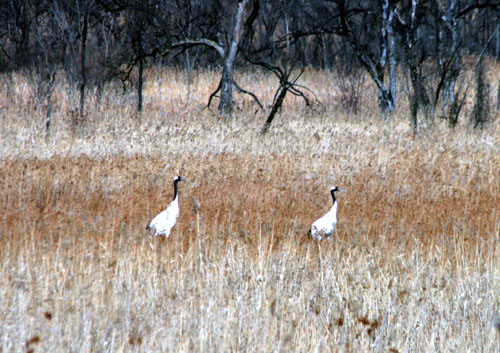 ▲ DMZ내에 설치된 무인카메라에 잡힌 멸종위기1급 야생동물 두루미. ⓒ환경부제공