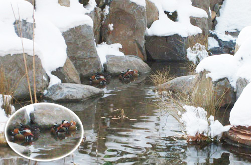 ▲ 서울 대학로 마로니에 공원의 생태연못을 찾은 원앙.ⓒ서울시제공