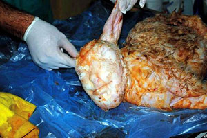 ▲ 사람의 얼굴과 흡사한 새끼 양.&nbsp; ⓒ 프라우다