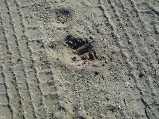 ▲ 농장 주가 촬영한 '추파카브라' 추정 발자국 사진. ⓒ 엘파소타임즈