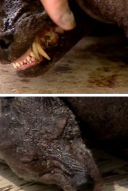 ▲ ⓒ WESH.COM&nbsp;