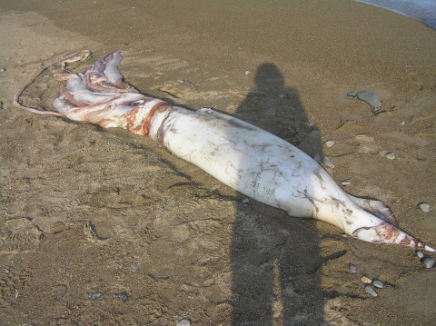 ▲ 무척추동물 중 최대크기의 대왕오징어가 포항에 출현해 화제다. ⓒ 뉴데일리