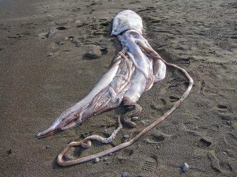 ▲ ⓒ 뉴데일리